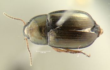 Media type: image;   Entomology 614326 Aspect: habitus dorsal view